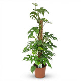 Green boutiQ - Kamerplant - Mini Gatenplant - Monstera Minima Mosstok - Groen - Weinig onderhoud - 1 Plant - Kruka 19cm - Hoogte 90cm