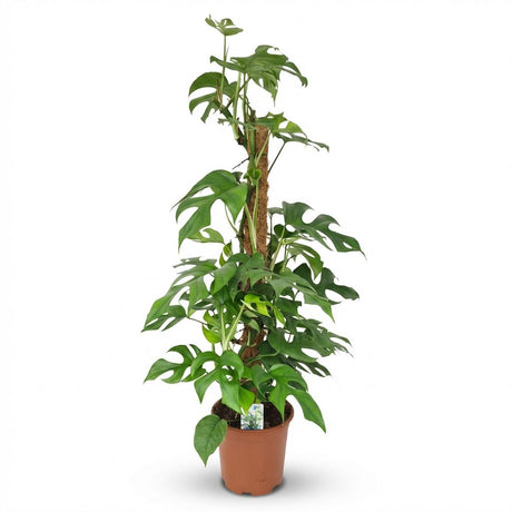 Green boutiQ - Kamerplant - Mini Gatenplant - Monstera Minima Mosstok - Groen - Weinig onderhoud - 1 Plant - Kruka 19cm - Hoogte 90cm