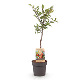 Green boutiQ - Fruitplant - Pruimen boom - Prunus domestica Victoria - Rode Pruim - Kruka 21cm Hoogte 90cm