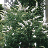 La Green Touch - Trädgårdsväxt - Buddleja davidii White Profusion - Fjärilsbusk - Winterhard - Vit - 3 Plantor - Kruka 17cm - Höjd 45cm