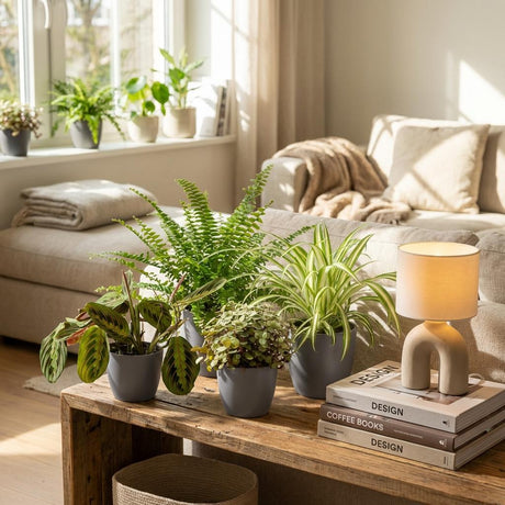 Green boutiQ - Kamerplant - Chlorophytum - Maranta - Calissia - Nephrolepsis - Mix van 4 - Huisdiervriendelijke Växtn - Groen - 4 Växtn - met Mand - Kruka 12cm - Hoogte 25cm