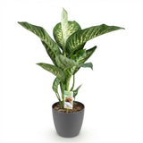 Green BoutiQ - Kamerväxtn - Diefenbachia Tropic Snow - Dieffenbachia - Weinig onderhoud - Groen - 1 Plant - met Potter Grijs - Kruka 21cm - Hoogte 90-100cm