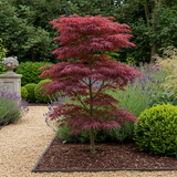 Green boutiQ - Terrasplant - Japanse Esdoorn - Acer palmatum Trompenburg -Donker Paars - 2 Växtn - Bladverliezend - Kruka 19cm Hoogte 70cm