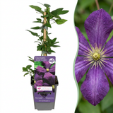 Clématite Étoile Violette - 4 plants