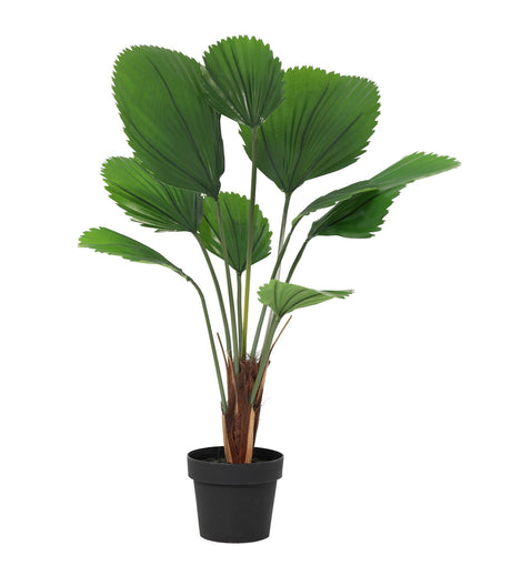 Licuala Storis palmier artificiel h104cm
