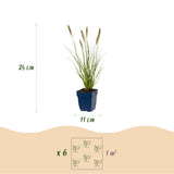 Pennisetum Hameln - H 15-25 cm, pot Ø11 cm