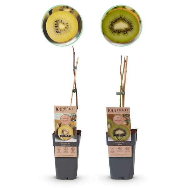 Green boutiQ - Fruitplant - Groene & Gele Kiwi - Actinidia deliciosa Jenny & Golden Kiwi  - 2 växtn  - Kruka 15cm Hoogte 50cm