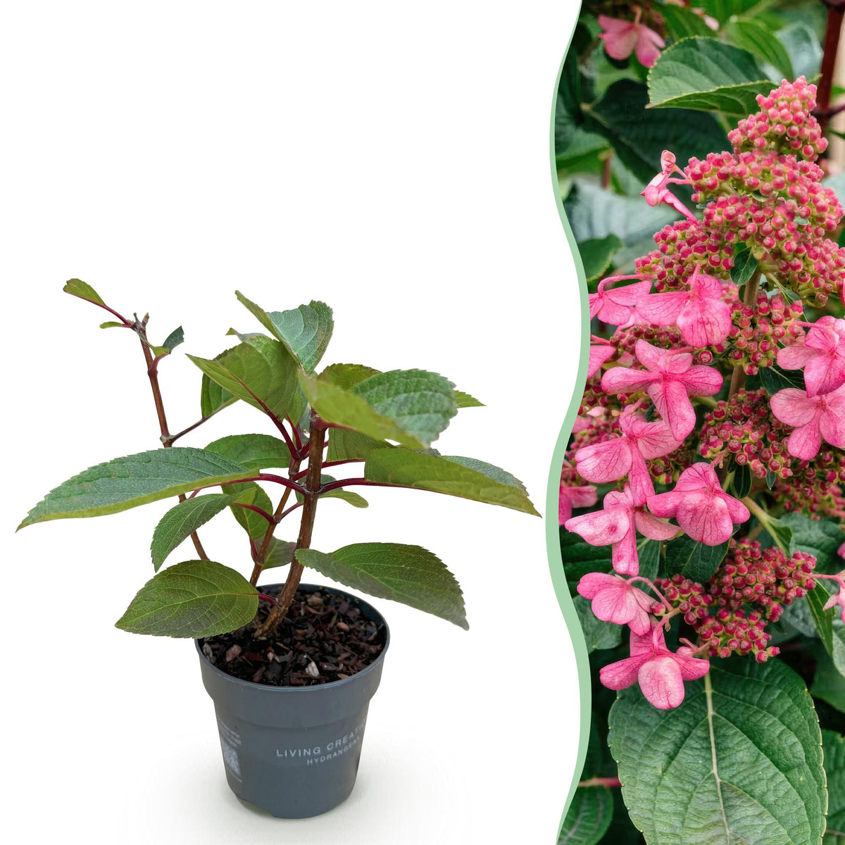 Green boutiQ - Tuinplant - Hydrangea panniculata Living Infinity - Pluimhortensia - Winterhard - Wit - 1 Plant - Kruka 12cm - Hoogte Hoogte 20-30cm