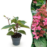 Green boutiQ - Tuinplant - Hydrangea panniculata Living Infinity - Pluimhortensia - Winterhard - Wit - 1 Plant - Kruka 12cm - Hoogte Hoogte 20-30cm
