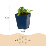 Géranium vivace Spessart - H 15-25 cm, pot Ø11 cm