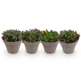 Green boutiQ - Bodembekker - Winterhard - Delosperma - 4 Växtn - Kleuren Rood - Geel - Paars - Roze - Weinig Onderhoud - Kruka 14 Hoogte 17