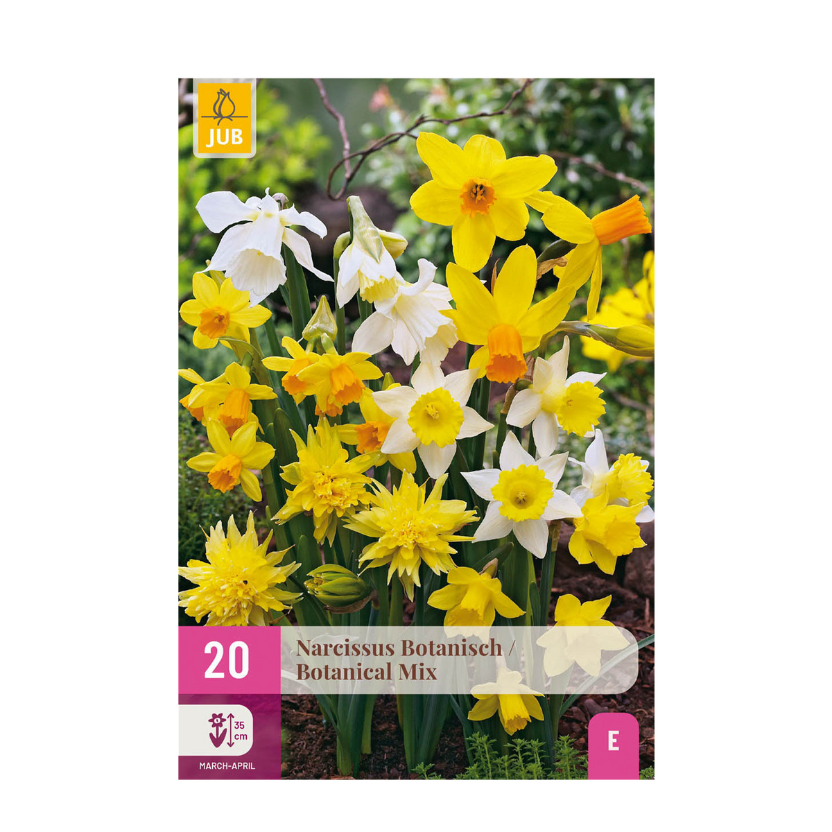Green boutiQ - Bloembollen - Narcis Botanical mix - Kleur Geel i Wit - 20 stuks - Bolmaat 10/12 - XXL Pack