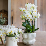 Orchidée Phalaenopsis blanche Blossom Lausanne avec cache-pot Horizon blanc