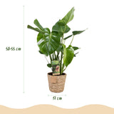Green BoutiQ - Green is... Kamerväxtn - Monstera Deliciosa - Gatenplant - Weinig onderhoud - met mand - Groen - 1 Plant - Kruka 17cm - Hoogte 50-55cm