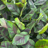 Green boutiQ - Fruitplant - Japanse vezelbanaan - Musa Ever Red - Winterhard - Kruka 21cm Hoogte 90cm