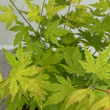 Green boutiQ - Terrasplant - Japanse Esdoorn - Acer palmatum Orange Dream - Oranje - 2 Växtn - Bladverliezend - Kruka 19cm Hoogte 70cm