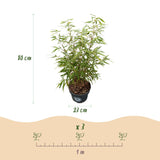Green boutiQ - Grassen - Fargesia scabrida Asian Wonder - Niet Woekerende Bamboe - Bladhoudend - Groen - 2 Växtn - Kruka 23 cm - Hoogte 80 cm