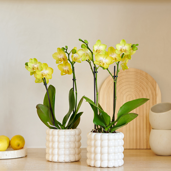 Kolibri Company | Växtnset Poppy White Yellow | Gele Albenga orchidee incl. keramieken sierpotten – potmaat Ø9 cm
