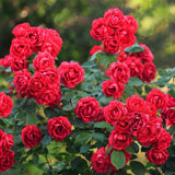 Green boutiQ - Tuin Roos - Rosa Rote The Fairy - Roos - Winterhard - Rood - 1 Plant - Kruka 12cm - Hoogte Hoogte 20-25cm