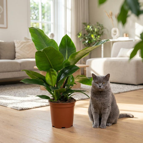Green boutiQ - Kamerplant - Philodendron - Philodendron Imperial Green - Groen - Weinig onderhoud - 1 Plant - met Mand - Kruka 19cm - Hoogte 65cm