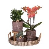 Orchidée Phalaenopsis orange Mineral Bolzano et 2 succulentes - coffret Tree - pot Ø9 cm