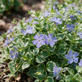 Grande pervenche panachée - Vinca major Variegata - H 15-25 cm, pot Ø11 cm - photo 5