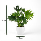 Green boutiQ - Kamerplant - Philodendron - Philodendron Lickety split - Groen - Weinig onderhoud - 1 Plant - met Potter Wit - Kruka 19cm - Hoogte 70cm