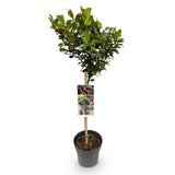 Green boutiQ - Tuinplant - Ilex meserveae Blue Maid - Plant op stam - Terras Plant - Bladverliezend - Weinig Onderhoud - Kruka 19cm Hoogte 90cm