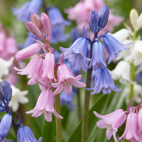 Jacinthe des bois d'Espagne en mélange - calibre 7/8