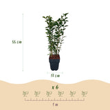 Green boutiQ - Haagväxtn - Ligustrum ovalifolium -  blad groen - 6 växtn - 1 strekkende meter - groenblijvend - kruka 17cm hoogte 55cm