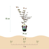 Green boutiQ - Terrasplant - Japanse Esdoorn - Acer palmatum Trompenburg -Donker Paars - 2 Växtn - Bladverliezend - Kruka 19cm Hoogte 70cm