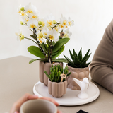 Kolibri Orchids | Gift Set Slow Living | Groene växtn met witte Phalaenopsis orchidee Lausanne in keramieken sierpotten beige op wit dienblad