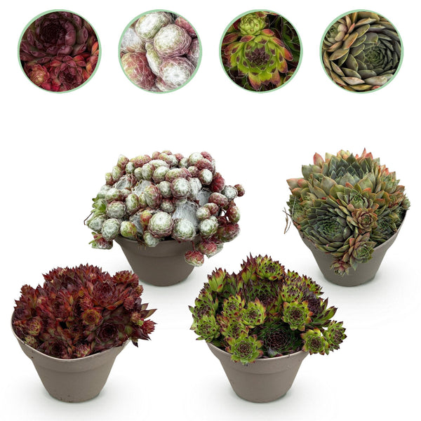 Green boutiQ - Bodembedekker - Winterhard -Sempervivum Big Sam - 4 Växtn - Diversen kleuren - Weinig Onderhoud - Kruka 14 Hoogte 17