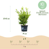 Green boutiQ - Buxus Haag - BetterBuxus Babylon Beauty - Resistant tegen de Buxus schimmel - 4 växtn - 1 strekkende meter - kruka 19cm hoogte 50-55