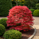 Green boutiQ - Terrasplant - Japanse Esdoorn - Acer palmatum Shaina - Rood - 2 Växtn - Bladverliezend - Kruka 19cm Hoogte 70cm