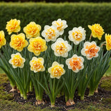 Green boutiQ - Bloembollen - Narcis Double mix - Kleur Geel i Wit - 10 stuks - Bolmaat 12/14 - XXL Pack