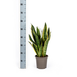 Utanevieria Trifasciata Futura Superba Ø17cm - ↕45 - 55cm