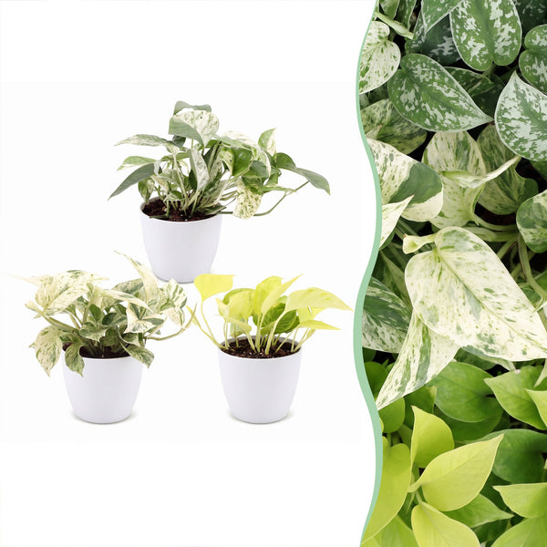 Pothos tricolore avec cache-pots blancs - Epipremnum - lot de 3