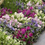 Green boutiQ - Tuinplant - Buddleja davidii Butterfly Candy Little Ruby - Vlinderstruik - Compact - Rood - 1 Plant - Kruka 12cm - Hoogte 20-25cm