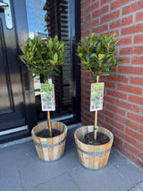 Green boutiQ - Tuinplant - Laurus nobilis - Plant op stam - Terras Plant - Bladhoudend - Weinig Onderhoud - Kruka 19cm Hoogte 90cm