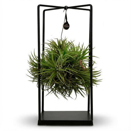 Tillandsia Luchtplant in Decor - Ø 14 cm - Hoogte: 37 cm