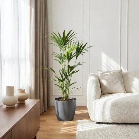 Green boutiQ - Kamerplant - Howea Forsteriana - Kentia Palm - Weinig Onderhoud - Groen - 1 Plant - met Mand - Kruka 19cm - Hoogte 80-85cm