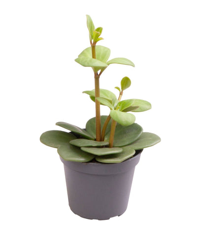 Mini Peperomia Hope - Peperomia hybride - H 12 cm, pot Ø6 cm