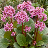Bergénia - Bergenia cordifolia - H 15-25 cm, pot Ø11 cm - photo 5