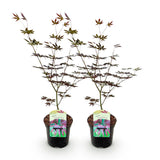 Green boutiQ - Terrasplant - Japanse Esdoorn - Acer palmatum Trompenburg -Donker Paars - 2 Växtn - Bladverliezend - Kruka 19cm Hoogte 70cm