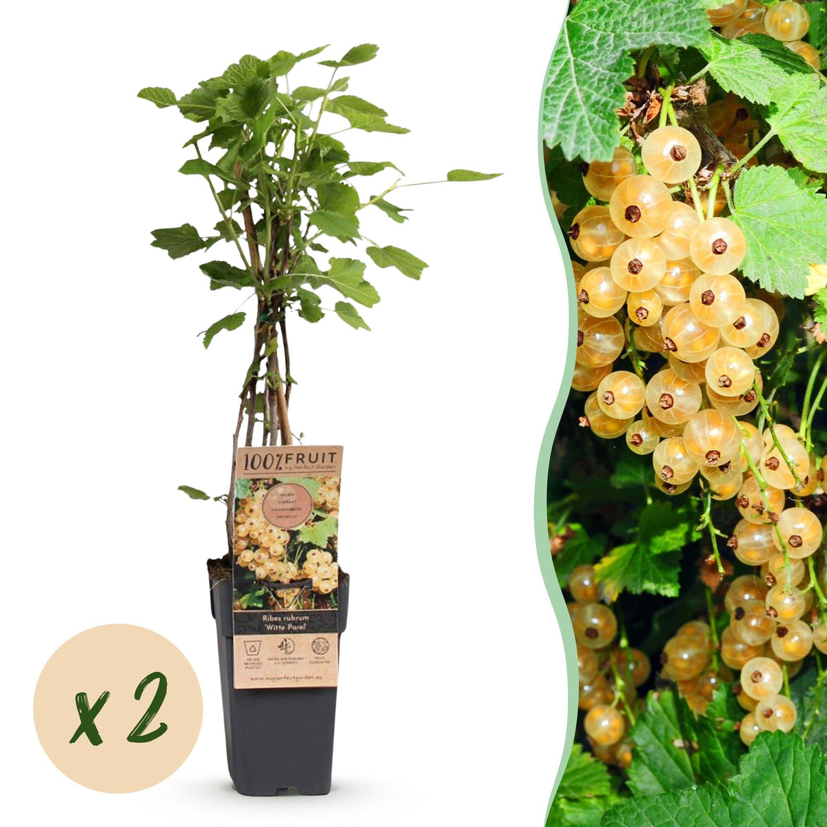 Groseillier blanc Witte Parel - Ribes rubrum - 2 plants - H 50 cm, pot Ø15 cm