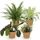 Green boutiQ - Kamerplant - Chlorophytum - Maranta - Calissia - Nephrolepsis - Mix van 4 - Huisdiervriendelijke Växtn - Groen - 4 Växtn - met Mand - Kruka 12cm - Hoogte 25cm