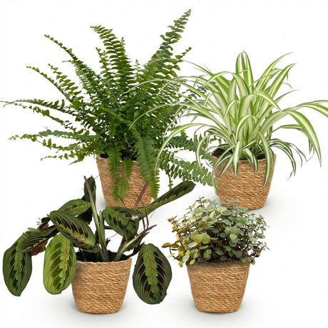 Green boutiQ - Kamerplant - Chlorophytum - Maranta - Calissia - Nephrolepsis - Mix van 4 - Huisdiervriendelijke Växtn - Groen - 4 Växtn - met Mand - Kruka 12cm - Hoogte 25cm