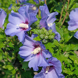 Green boutiQ - Trädgårdsväxt - Hibiscus syriacus Oiseau Blue - Trädgårds Hibiskus - Winterhård - Blå - 3 Växter - Kruka 17cm - Höjd 45cm