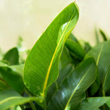 Green BoutiQ - Kamerväxtn - Strelitzia Nicolai - Paradijsvogelbloem - Weinig onderhoud - Groen - 1 Plant - met Potter Wit - Kruka 21cm - Hoogte 110-120cm